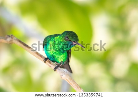 Blue-chinned Sapphire perching under a tree in a garden.