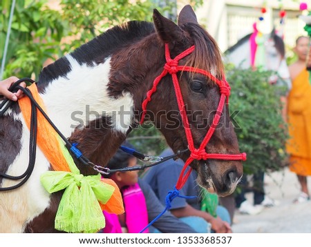 Beautiful horse pictures