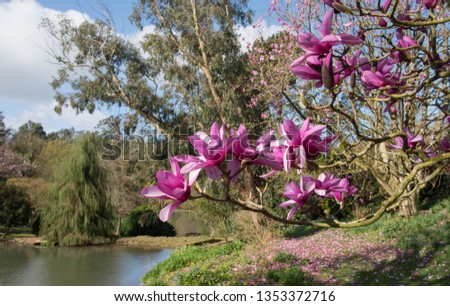Spring Pink Flower Heads on a Magnolia Tree  (Magnolia 'Apollo') Growing by a Lake in a Country Cottage Garden in Rural Devon, England, UK