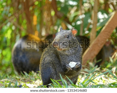 Close Up picture of an Agouti in Colombia