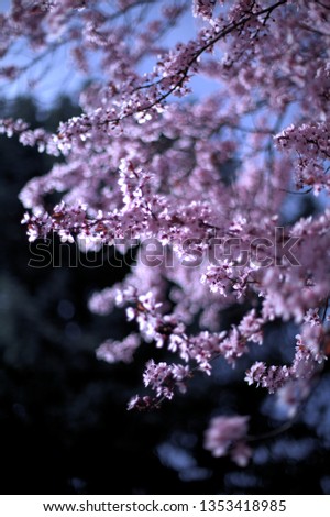 Many pink cherry blossom flowers and dark branches in spring on a dark blue background in Wilsonville, Oregon, USA