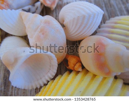 Photo of different seashells lays on the wooden floor under the sun.