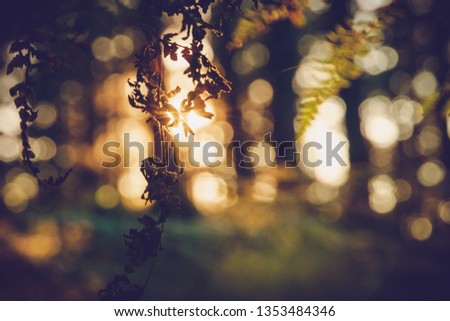 Close up of dry tree leaves in sunset with soft focus in background and beautiful orange color bokeh.