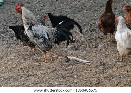 chickens and roosters are beautiful animals of farms