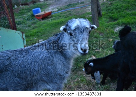 goats are beautiful animals of farms