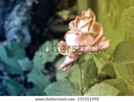 Vintage and Toned Photo of Wither Rose Closeup