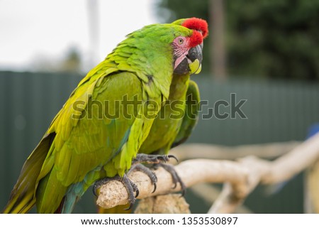 Great green Macaw Parrot from central America at springtime during the day in Leicestershire UK.