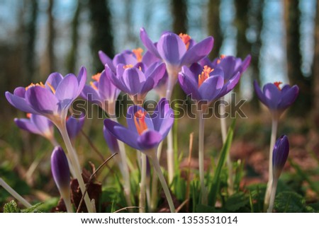 Purple spring flowers. Crocus the Netherlands Pieterpad Holten-Laren
