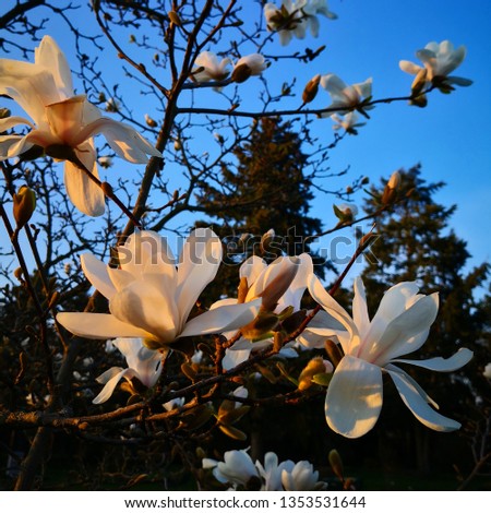 Magnolia blossoms on the tree