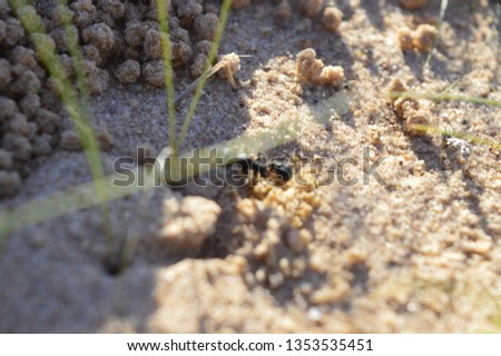 Colony of ants in the desert