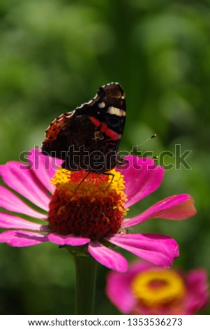 Butterfly (Common Tiger) on pink flower in blurry background 