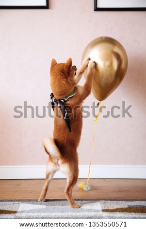 Shiba Inu cute dog wearing the bandana smiling and playing with a balloon happy birthday