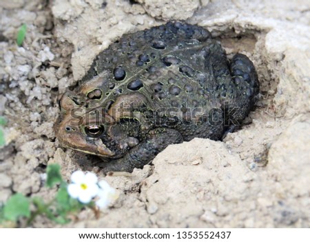 An American Toad resting in the cool dirt.                         
