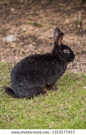 close up of cute black rabbit sitting on green grassy ground in the shade