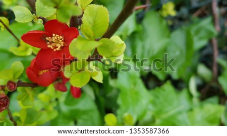close up photo of small red flower on a stem with leaves on a garden fence. floral background for presentations, business cards, posters etc.
