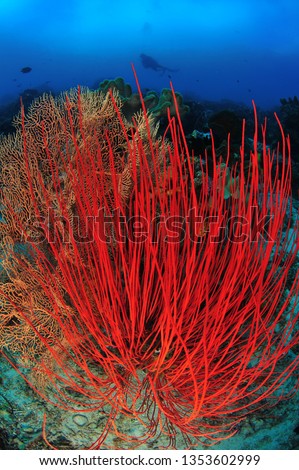 coral in komodo underwater