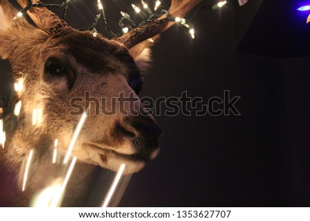 Picture of a deer with lights