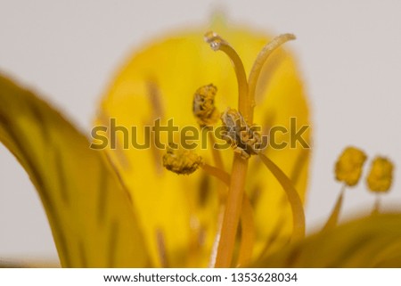 Macro extreme closeup shot of yellow flower petals