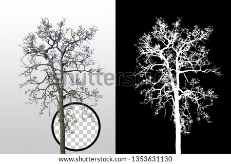 Isolated dry tree without leaves on white background with clipping path. Used in architectural design or Decoration work. Suitable for natural articles both on fine print and web page.