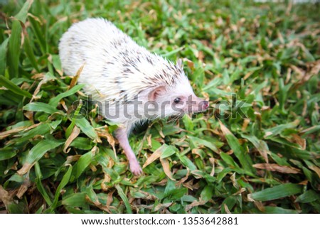 Hedgehog or Dwarf porcupine on the green grass