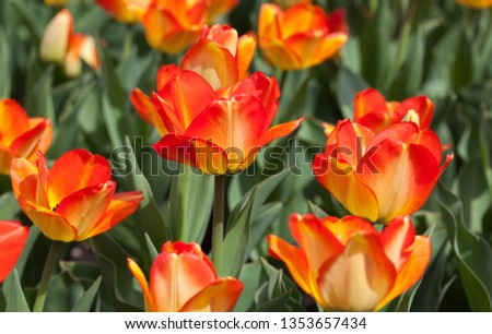 The Canadian Tulip Festival takes place in and around Ottawa every spring and is one of the world’s largest tulip displays, with over a million tulips in over 100 varieties blooming