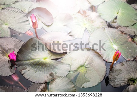 Picture of lotus flower or waterlily on green leaves and  clear pond background.