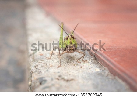 Beautiful grasshopper on the stone in summer (macro)
