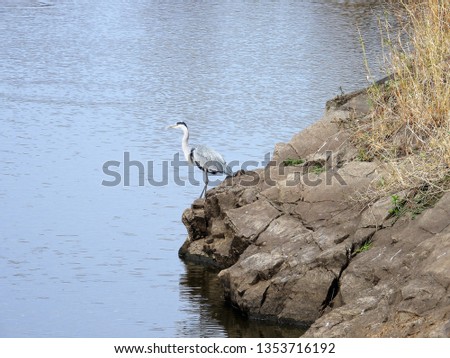 Grey heron standing at the water's edge.