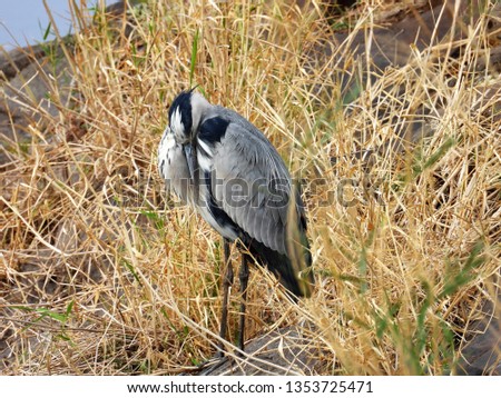 Grey heron standing in the grass.