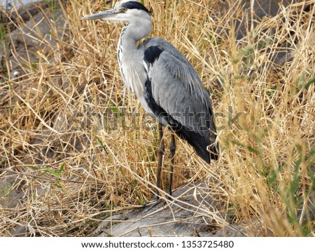 Grey heron standing in the grass.