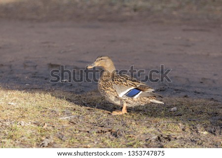 portrait of a duck on wet ground in spring