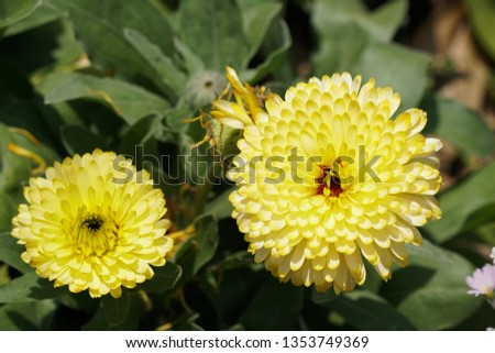 pot marigold or Calendula officinalis, ruddles, common marigold, Scotch marigold