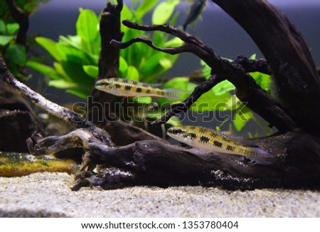 Dwarf Cichlid - Dicrossus Filamentosus (Pairs) - Freshwater Aquarium Fish Royalty-Free Stock Photo #1353780404