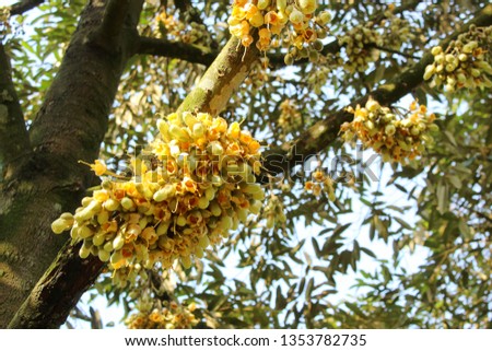 Blooming durian flowers in the orchard,durian's flower in nature