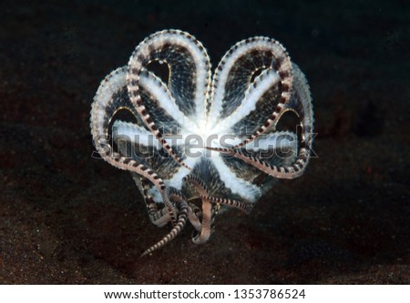 Incredible Underwater World - Mimic octopus - Thaumoctopus mimicus. Diving and underwater photography. Tulamben, Bali, Indonesia.