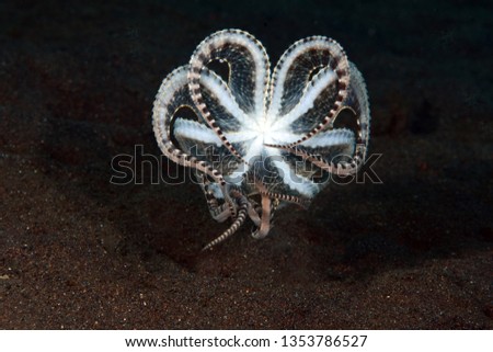 Incredible Underwater World - Mimic octopus - Thaumoctopus mimicus. Diving and underwater photography. Tulamben, Bali, Indonesia. Royalty-Free Stock Photo #1353786527