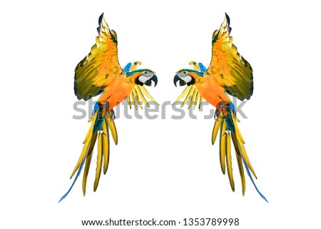 colorful flying parrot isolated on white background,photo blurred.