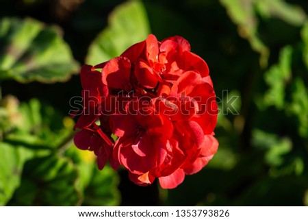 Red Flowers in the Spring 