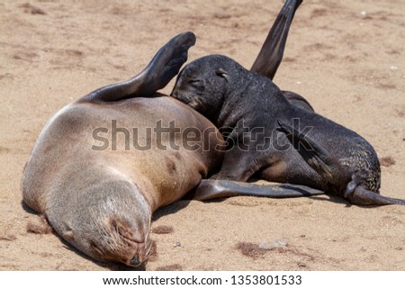 colony of Cape fur seals deserts and nature in national parks africa namibia