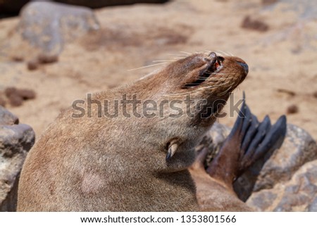 colony of Cape fur seals deserts and nature in national parks africa namibia