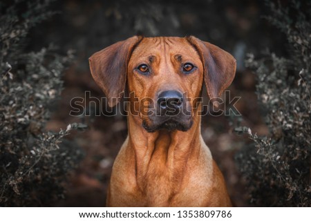Beautiful Rhodesian ridgeback dog Royalty-Free Stock Photo #1353809786