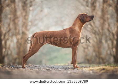 Beautiful Rhodesian ridgeback dog Royalty-Free Stock Photo #1353809789