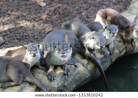 Wild otters pack