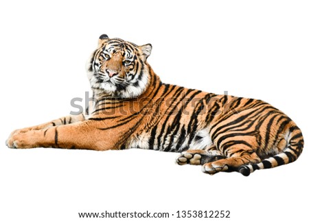 tiger isolated on white background,photo blurred.