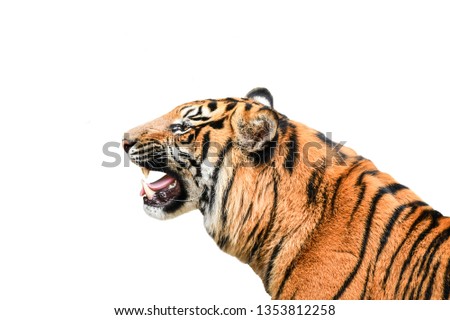 tiger isolated on white background,photo blurred.