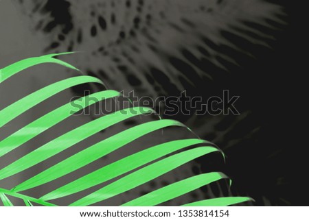 tropical palm leaf on background
