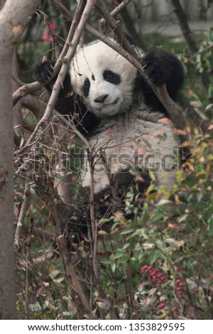 Giant baby panda playing around, Chengdu, Sichuan, China