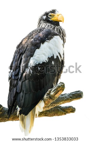  (eagle bird )isolated on white background, photo blurred.