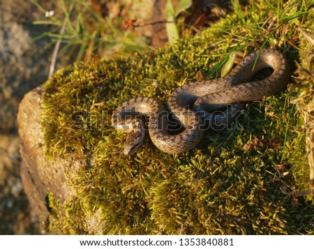 smooth snake, Coronella austriaca