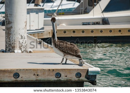Brown Pelicans (Pelecanus occidentalis)